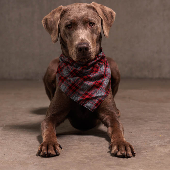 Santa Paws Pet Gram